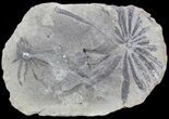 Fossil Horsetail (Annularia) Fossil (Pos/Neg) - Mazon Creek #72421-2